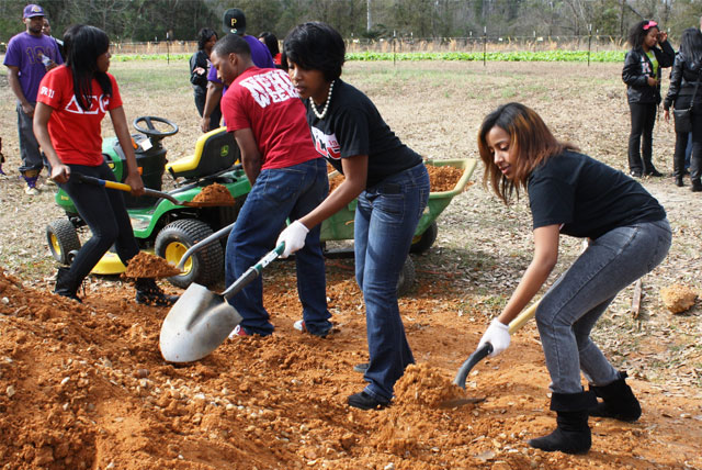 Black greek fraternities and sororities participate in a MLK National Day of Service community project at the University of Southern Mississippi Campus.
